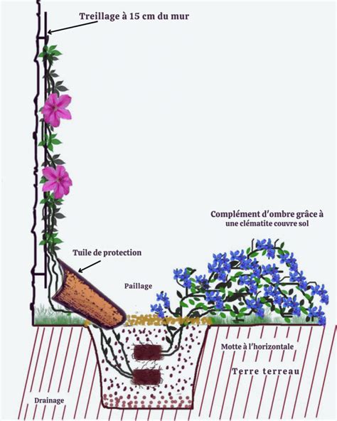 Illustration d'une clématite 'Arabella' en pleine floraison couvrant le sol