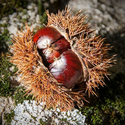 Gros plan sur des châtaignes fraîches dans leur bogue