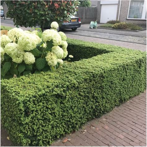 Ilex crenata 'Glory Gem' en haie basse taillée