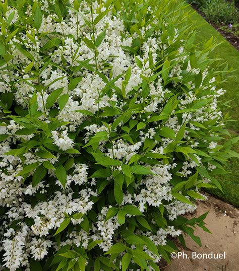 Fleurs blanches discrètes d'Ilex crenata
