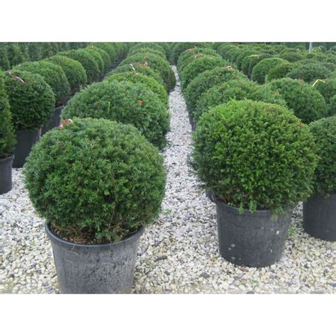 Ilex crenata 'Glory Gem' en pot sur une terrasse