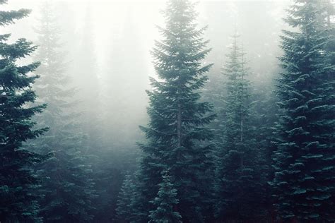Forêt de sapins