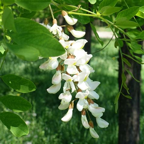 Fleurs de robinier