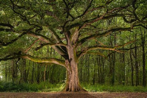 Chêne majestueux en été