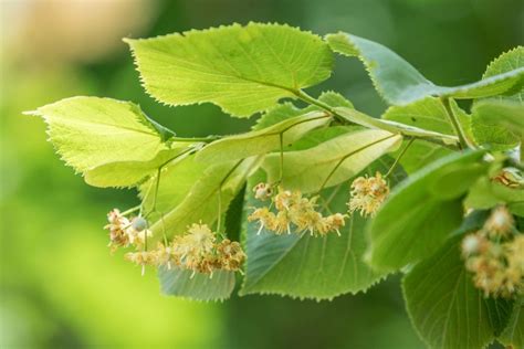 Fleurs et feuilles de tilleul
