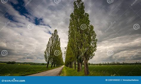 Peupliers le long d'une route