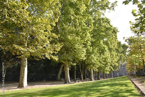 Allée de platanes