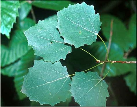 Feuilles tremblantes de peuplier tremble