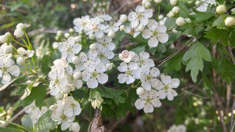 Fleurs d'aubépine