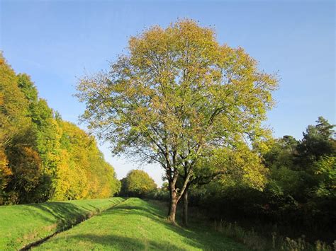 Arbre de frêne en forêt