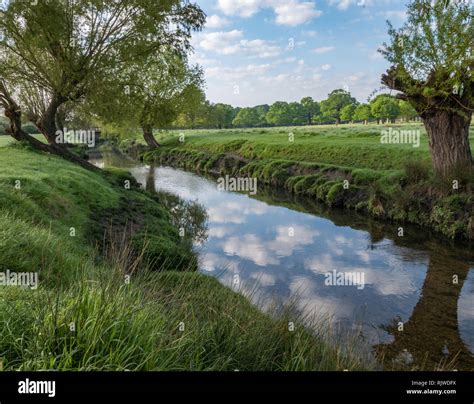 Saule au bord d'une rivière