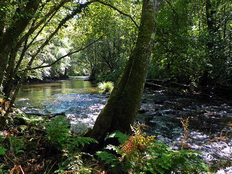 Forêt d'aulnes près d'un cours d'eau