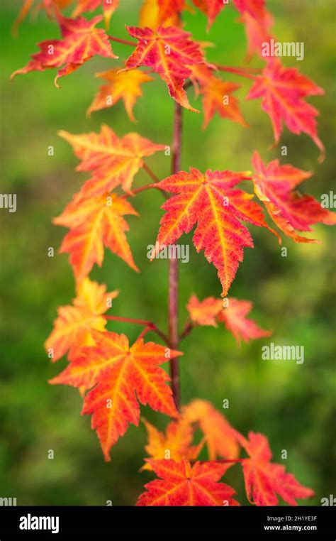 Feuilles d'érable aux couleurs automnales