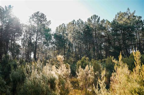 Pin dans une forêt