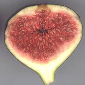 Représentation d'une figue coupée en deux, montrant la structure interne des fleurs