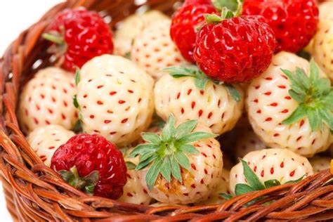 Image de fraises ananas blanches, contrastant avec des fraises rouges classiques