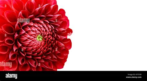 Photographie macro d'un Dahlia labellisé Label Rouge illustrant la précision des pétales