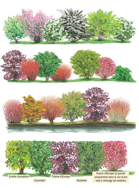 Illustration d'une haie fleurie mixte composée d'hibiscus de différentes couleurs