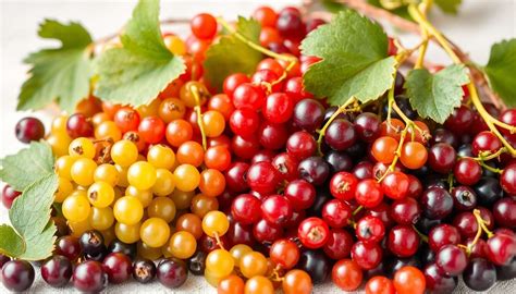 différentes variétés de groseilles