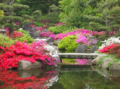 Jardin japonais avec azalées