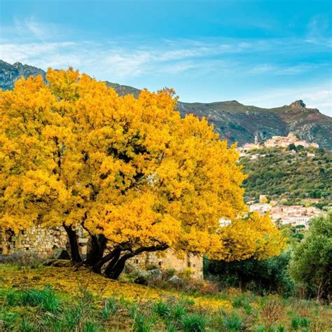 Portrait de l'érable de Montpellier dans son habitat naturel méditerranéen