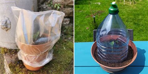 Illustration d'une bouture sous cloche plastique pour l'humidité