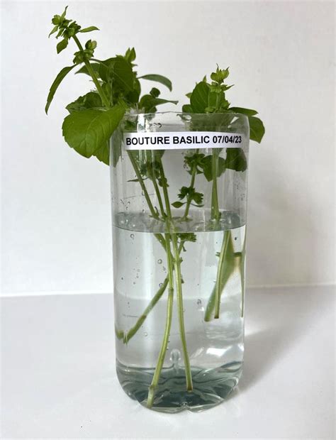 Photo comparative d'une tige de basilic avant et après enracinement dans l'eau