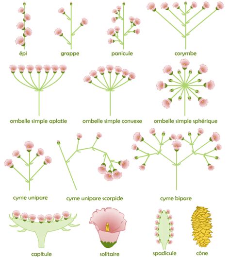 Illustration des différentes formes d'inflorescences d'Hortensia (globuleuses, Teller, Lacecap)