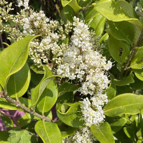 Détail des feuilles du Ligustrum ovalifolium