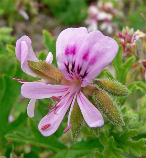 Diagramme comparatif entre le Pelargonium ornemental et le Pelargonium graveolens