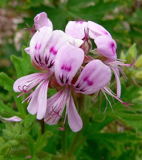 Photographie macroscopique d'une fleur de Pelargonium graveolens