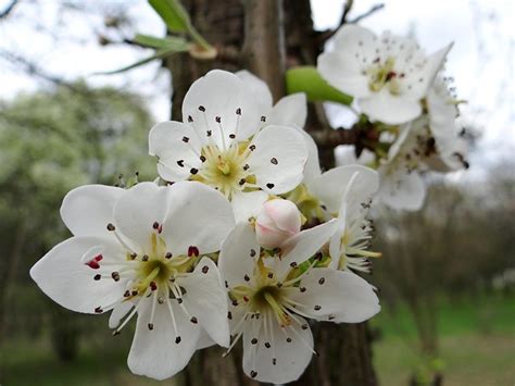 Abeilles butinant les fleurs des arbres fruitiers