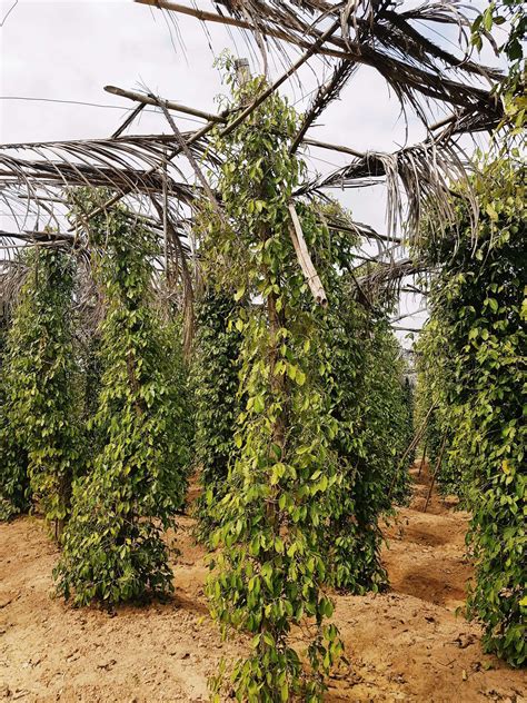 Plantation de longaniers au Cambodge