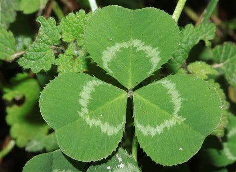 Feuilles d'oxalis corniculata ressemblant à du trèfle