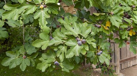figuier en bonne santé dans un jardin ensoleillé