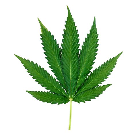 Exemple de feuille de cannabis présentant des signes de carence ou d'excès de nutriments
