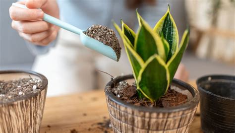 Plante en pot avec surfaçage en cours