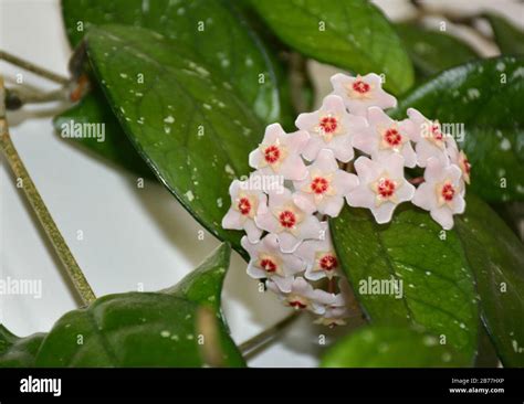 Illustration d'une ombelle de Hoya carnosa en pleine floraison montrant ses fleurs étoilées cireuses