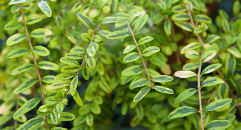 différentes variétés de Lonicera dans un jardin