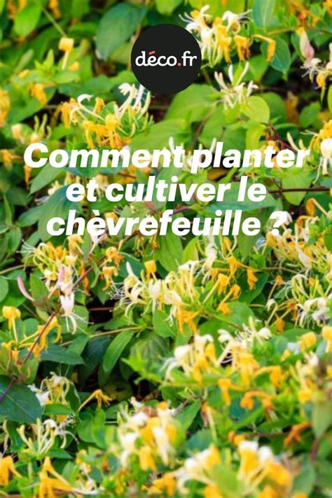 schéma de l'emplacement idéal du chèvrefeuille au jardin