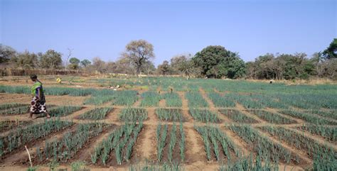 Paysage de terres agricoles en Afrique subsaharienne