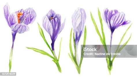 Illustration de crocus printaniers colorés en bac sur un balcon