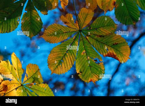 Feuilles de marronnier en gros plan
