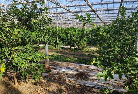 Serres remplies d'agrumes diversifiés sous la lumière naturelle
