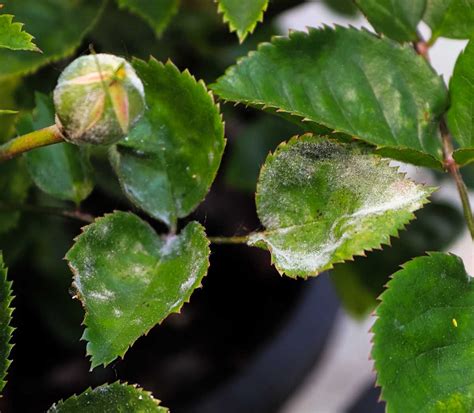Feuillage de rosier atteint par l'oïdium, montrant un feutrage blanc