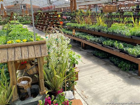 Diversité de rosiers dans une pépinière, mettant en évidence différentes couleurs et formes