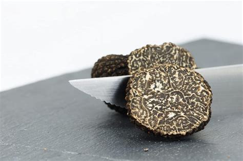 Illustration d'une truffe noire fraîchement déterrée dans son environnement naturel