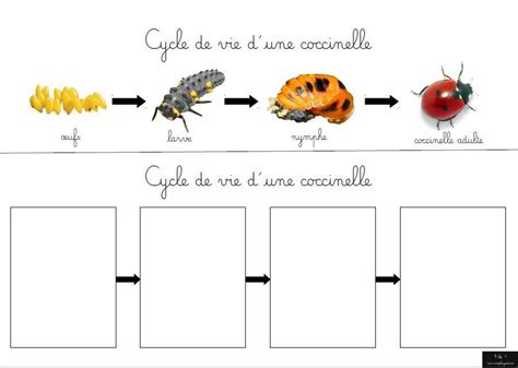 Schéma montrant le cycle de développement de la coccinelle sur une branche