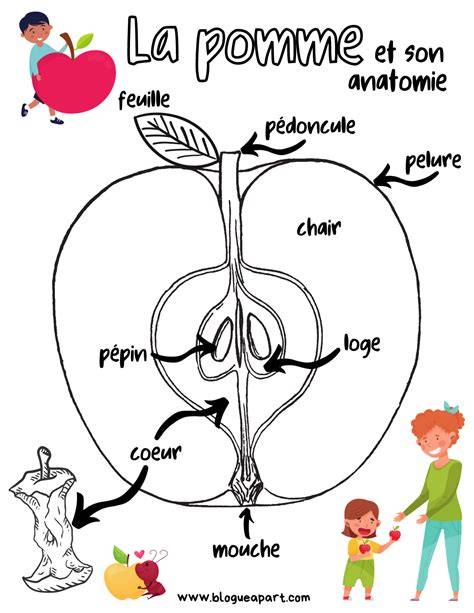 Illustration montrant l'étape de l'ensachage individuel d'une pomme sur une branche