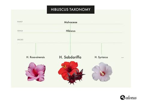 Plan de culture de l'Hibiscus sabdariffa en milieu tropical